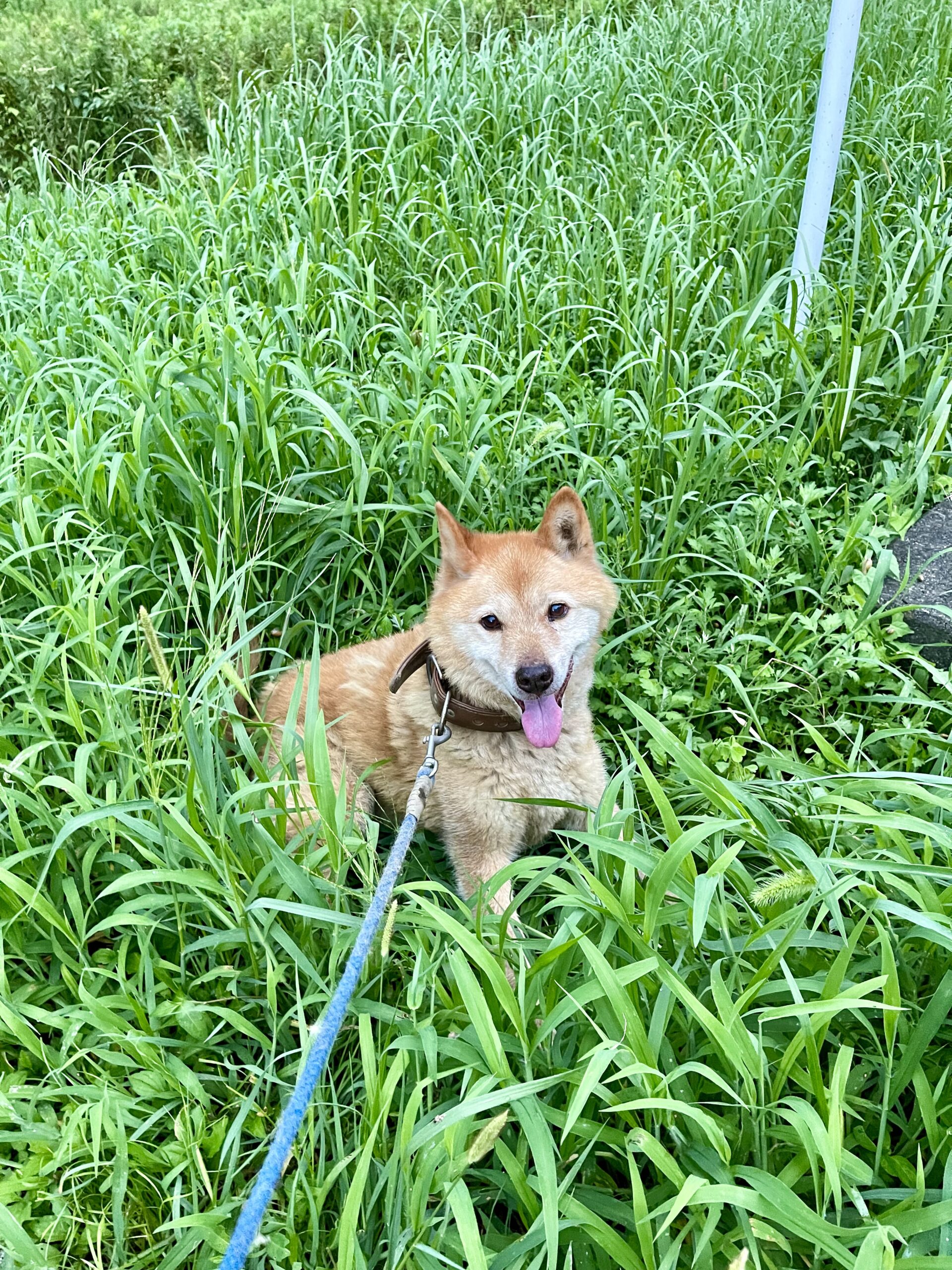 楽天モバイル